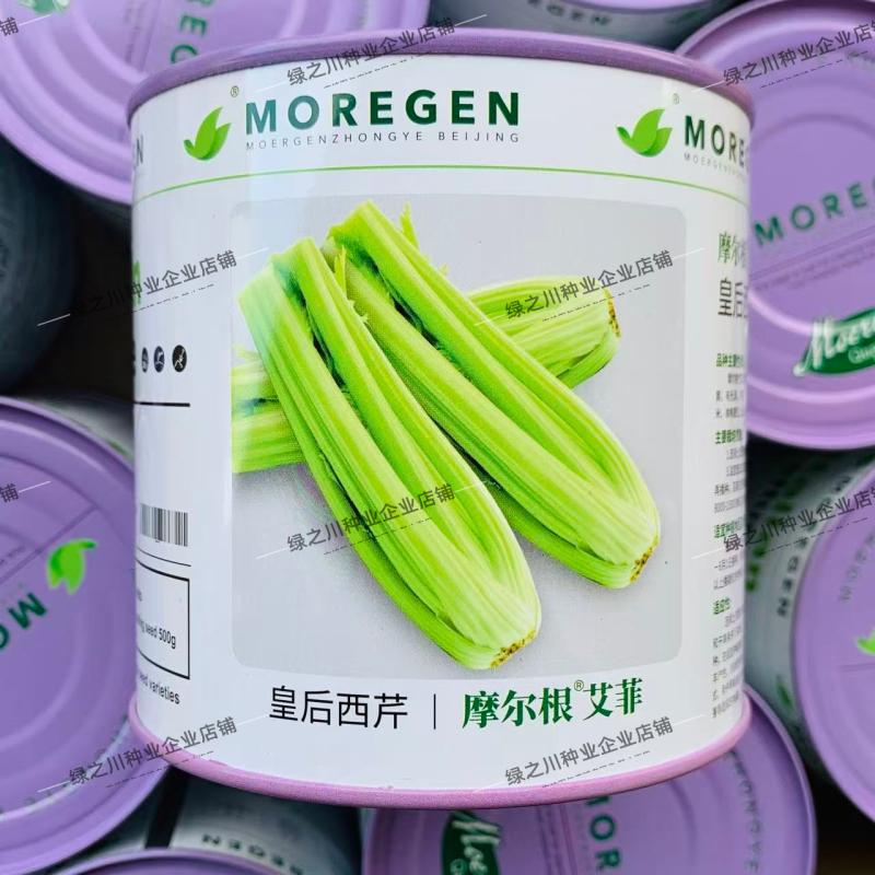 摩尔根艾菲皇后西芹种子丸粒化芹菜种子早熟不空心四季西芹种
