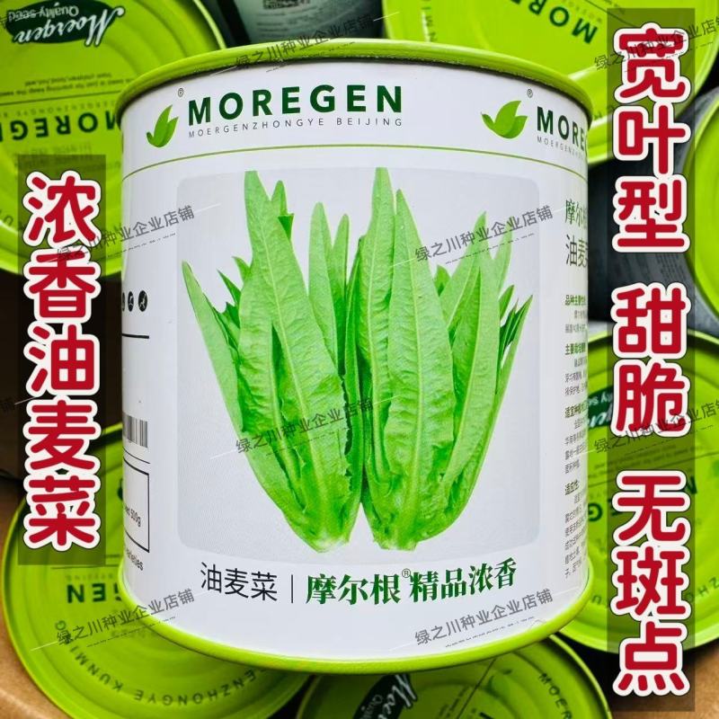 摩尔根油麦菜种子甜脆精品浓香油麦菜种籽丸粒化包衣油麦菜种