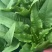 摩尔根油麦菜种子甜脆精品浓香油麦菜种籽丸粒化包衣油麦菜种