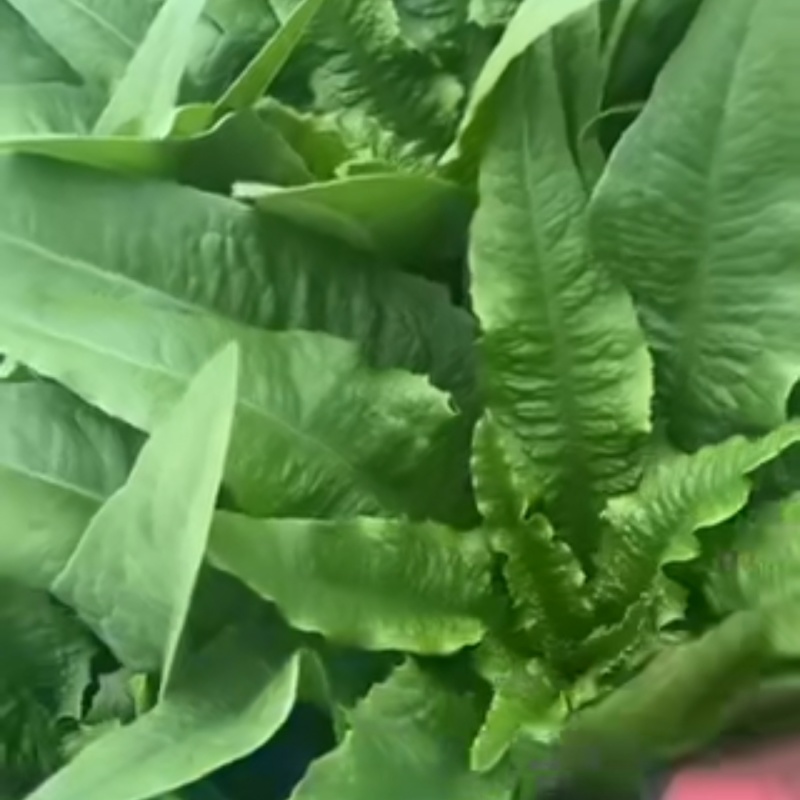 摩尔根油麦菜种子甜脆精品浓香油麦菜种籽丸粒化包衣油麦菜种