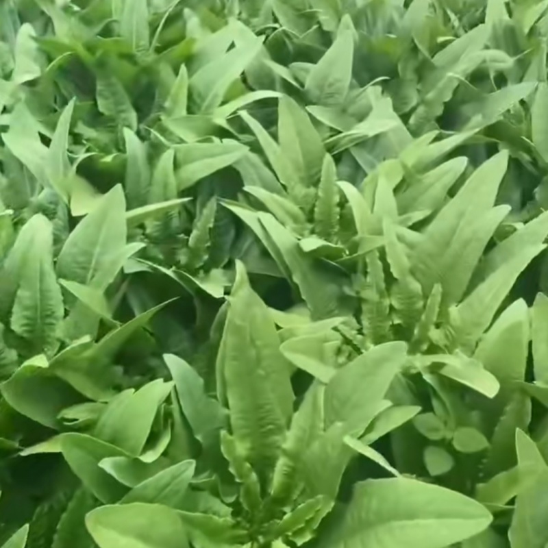 摩尔根油麦菜种子甜脆精品浓香油麦菜种籽丸粒化包衣油麦菜种