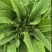 摩尔根油麦菜种子甜脆精品浓香油麦菜种籽丸粒化包衣油麦菜种