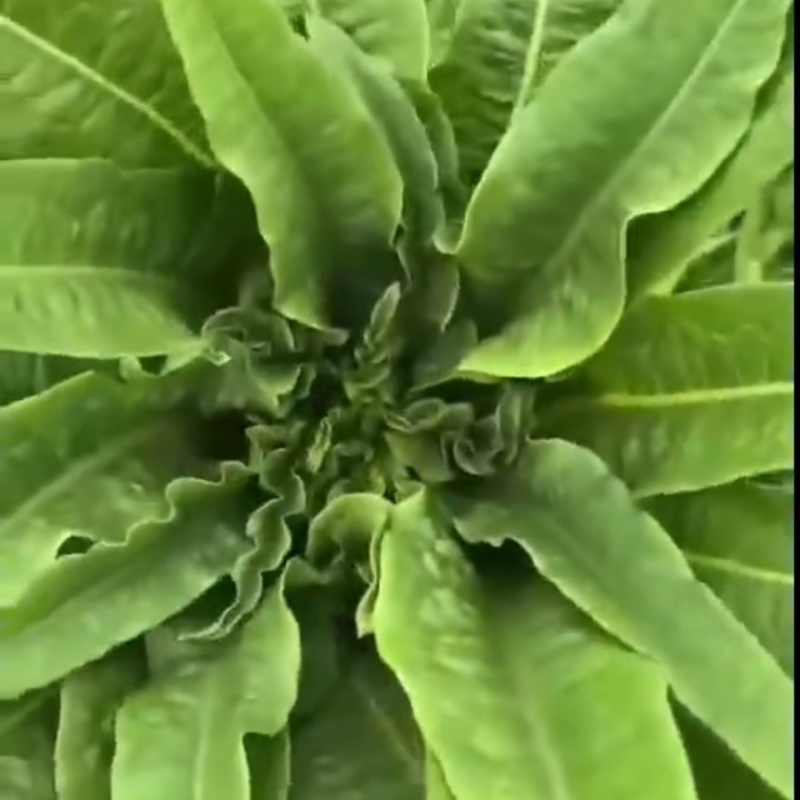 摩尔根油麦菜种子甜脆精品浓香油麦菜种籽丸粒化包衣油麦菜种