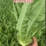 摩尔根油麦菜种子甜脆精品浓香油麦菜种籽丸粒化包衣油麦菜种