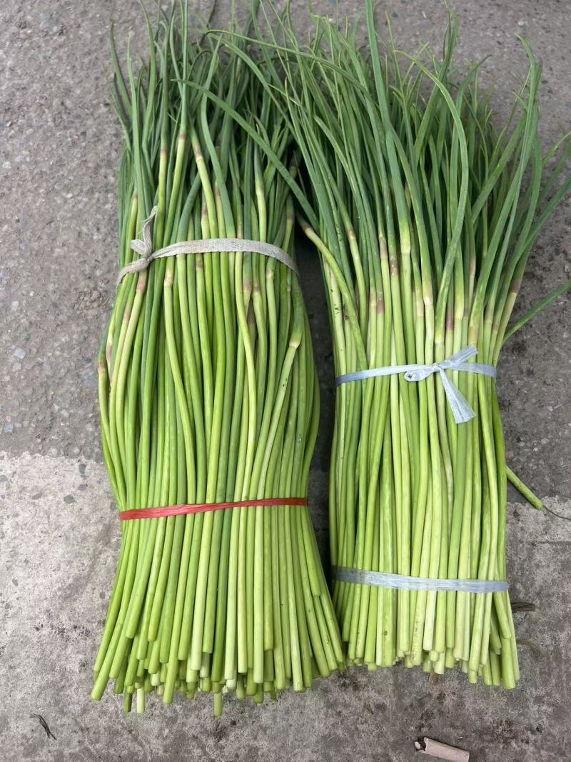 山东红帽蒜薹专车直达兰州价低质优（兰州仓出）