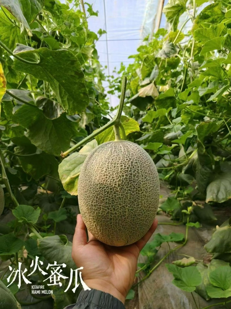 哈密瓜本地发货，价格优惠，可以预定
