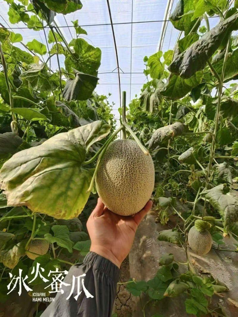哈密瓜本地发货，价格优惠，可以预定