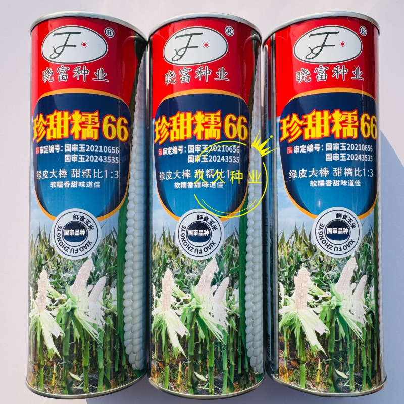 晓富珍甜糯66白甜糯玉米种子大棒抗病高产南北方春夏秋播种
