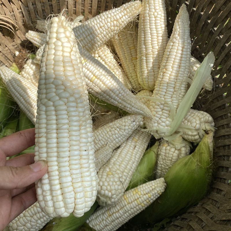 申科甜糯99玉米种子早熟产量高绿皮大棒外皮超薄鲜甜香糯适