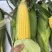 申科甜811水果玉米种子生吃鲜食黄色水果甜玉米大棒皮薄