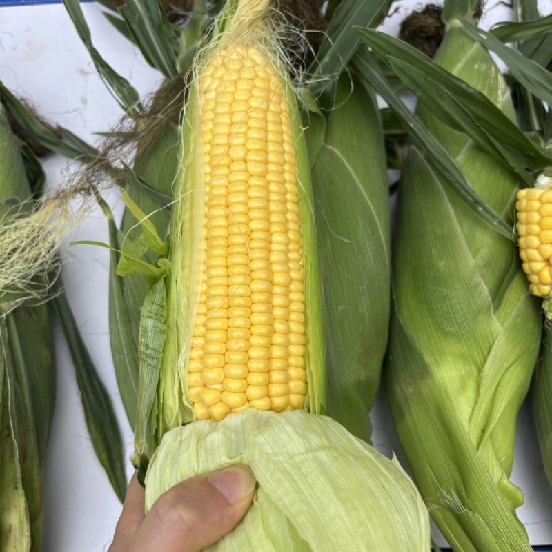 申科甜811水果玉米种子生吃鲜食黄色水果甜玉米大棒皮薄