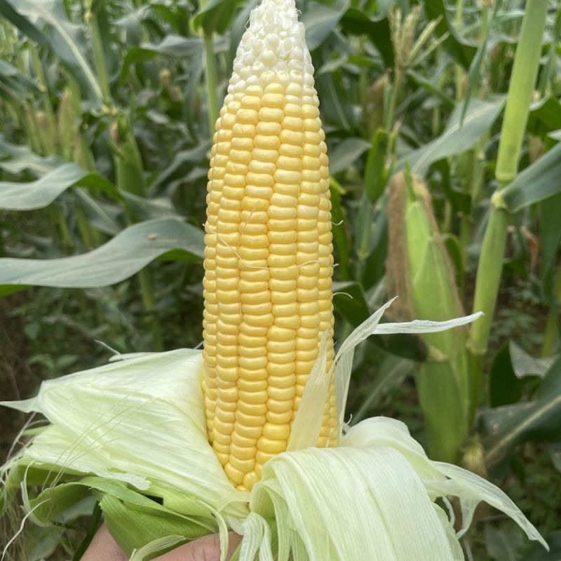 申科甜811水果玉米种子生吃鲜食黄色水果甜玉米大棒皮薄