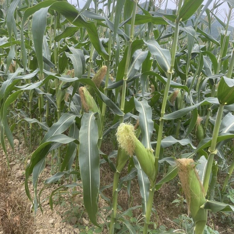 申科甜811水果玉米种子生吃鲜食黄色水果甜玉米大棒皮薄