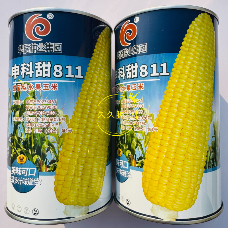 申科甜811水果玉米种子生吃鲜食黄色水果甜玉米大棒皮薄