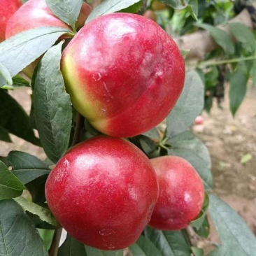 中油十八