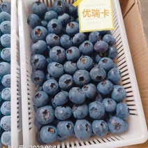 山东蓝莓大量上市，代办一切手续，支持全国代发。