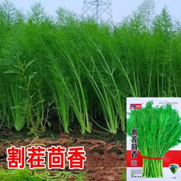 割茬茴香种子茴香种籽菜种籽大全四季南方阳台盆栽易种蔬菜种