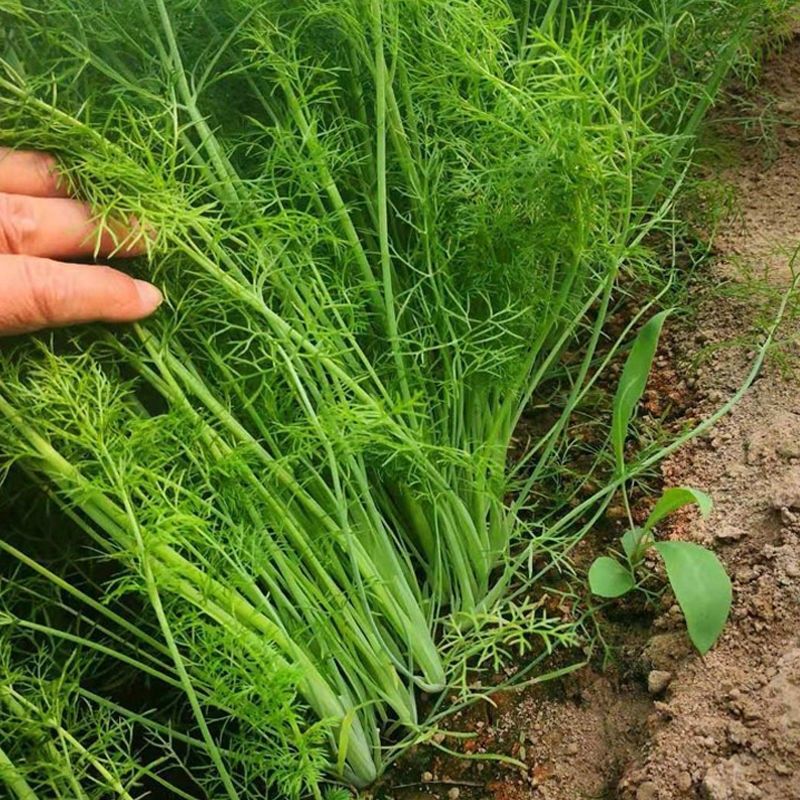 割茬茴香种子茴香种籽菜种籽大全四季南方阳台盆栽易种蔬菜种