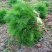 割茬茴香种子茴香种籽菜种籽大全四季南方阳台盆栽易种蔬菜种