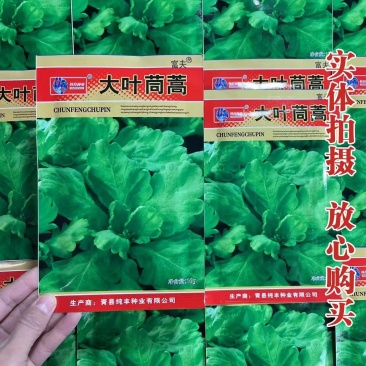 大叶茼蒿种子四季盆栽大田基地蔬菜皇帝菜青菜小叶茼蒿蔬菜种