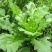大叶茼蒿种子四季盆栽大田基地蔬菜皇帝菜青菜小叶茼蒿蔬菜种