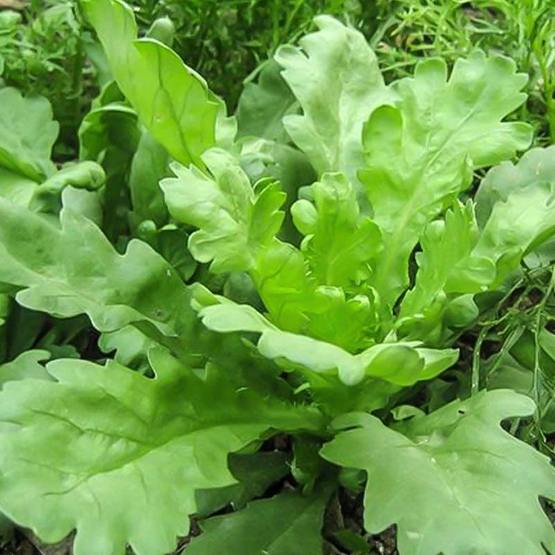 大叶茼蒿种子四季盆栽大田基地蔬菜皇帝菜青菜小叶茼蒿蔬菜种