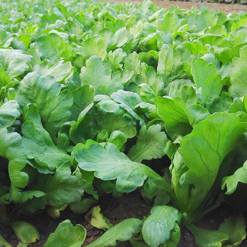 大叶茼蒿种子四季盆栽大田基地蔬菜皇帝菜青菜小叶茼蒿蔬菜种