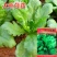 大叶茼蒿种子四季盆栽大田基地蔬菜皇帝菜青菜小叶茼蒿蔬菜种