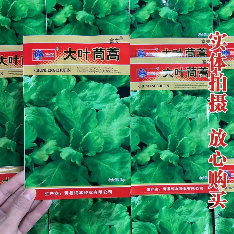 大叶茼蒿种子四季盆栽大田基地蔬菜皇帝菜青菜小叶茼蒿蔬菜种