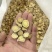 长白山正北芪，1.5以上规格，整齐脆甜无黑心，口感好