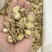 长白山正北芪，1.5以上规格，整齐脆甜无黑心，口感好