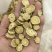 长白山正北芪，1.5以上规格，整齐脆甜无黑心，口感好