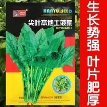 尖叶本地土菠菜种子大叶菠菜种籽尖叶菠菜蔬菜种子庭院阳台大