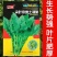 尖叶本地土菠菜种子大叶菠菜种籽尖叶菠菜蔬菜种子庭院阳台大