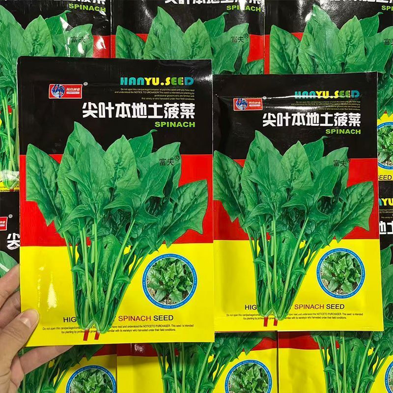 尖叶本地土菠菜种子大叶菠菜种籽尖叶菠菜蔬菜种子庭院阳台大