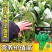 尖叶本地土菠菜种子大叶菠菜种籽尖叶菠菜蔬菜种子庭院阳台大