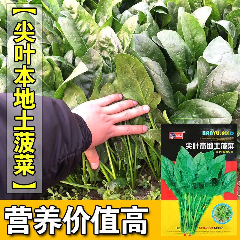 尖叶本地土菠菜种子大叶菠菜种籽尖叶菠菜蔬菜种子庭院阳台大