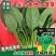 尖叶本地土菠菜种子大叶菠菜种籽尖叶菠菜蔬菜种子庭院阳台大