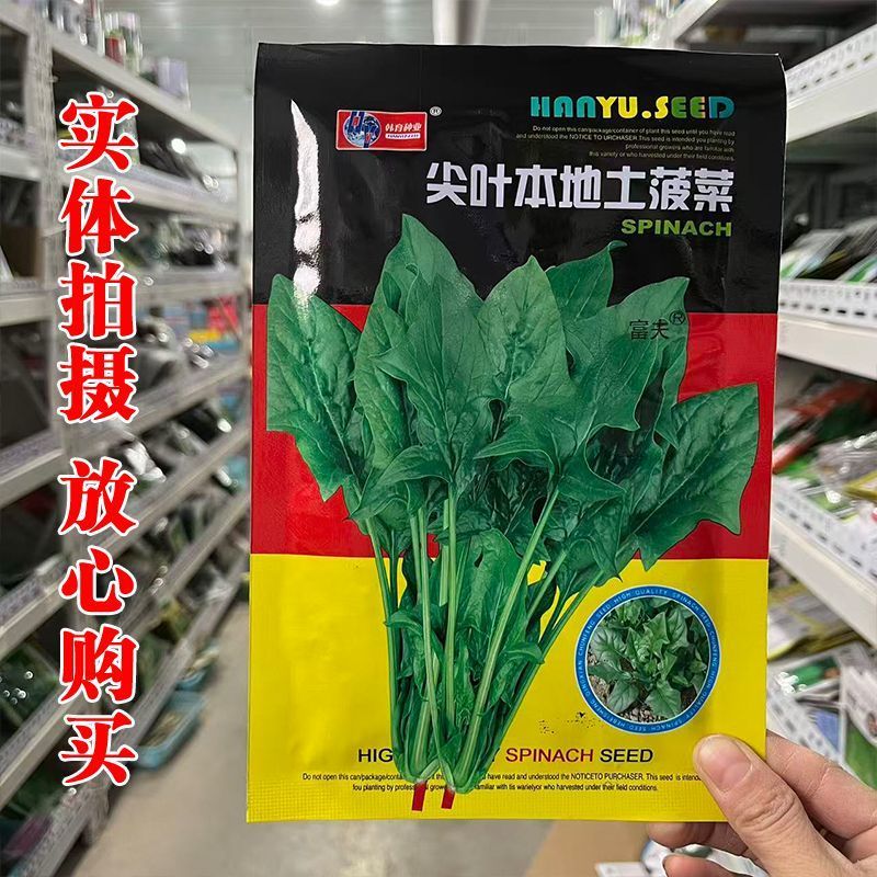 尖叶本地土菠菜种子大叶菠菜种籽尖叶菠菜蔬菜种子庭院阳台大