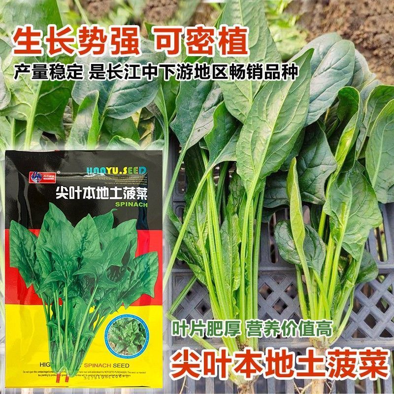 尖叶本地土菠菜种子大叶菠菜种籽尖叶菠菜蔬菜种子庭院阳台大