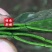 尖叶本地土菠菜种子大叶菠菜种籽尖叶菠菜蔬菜种子庭院阳台大