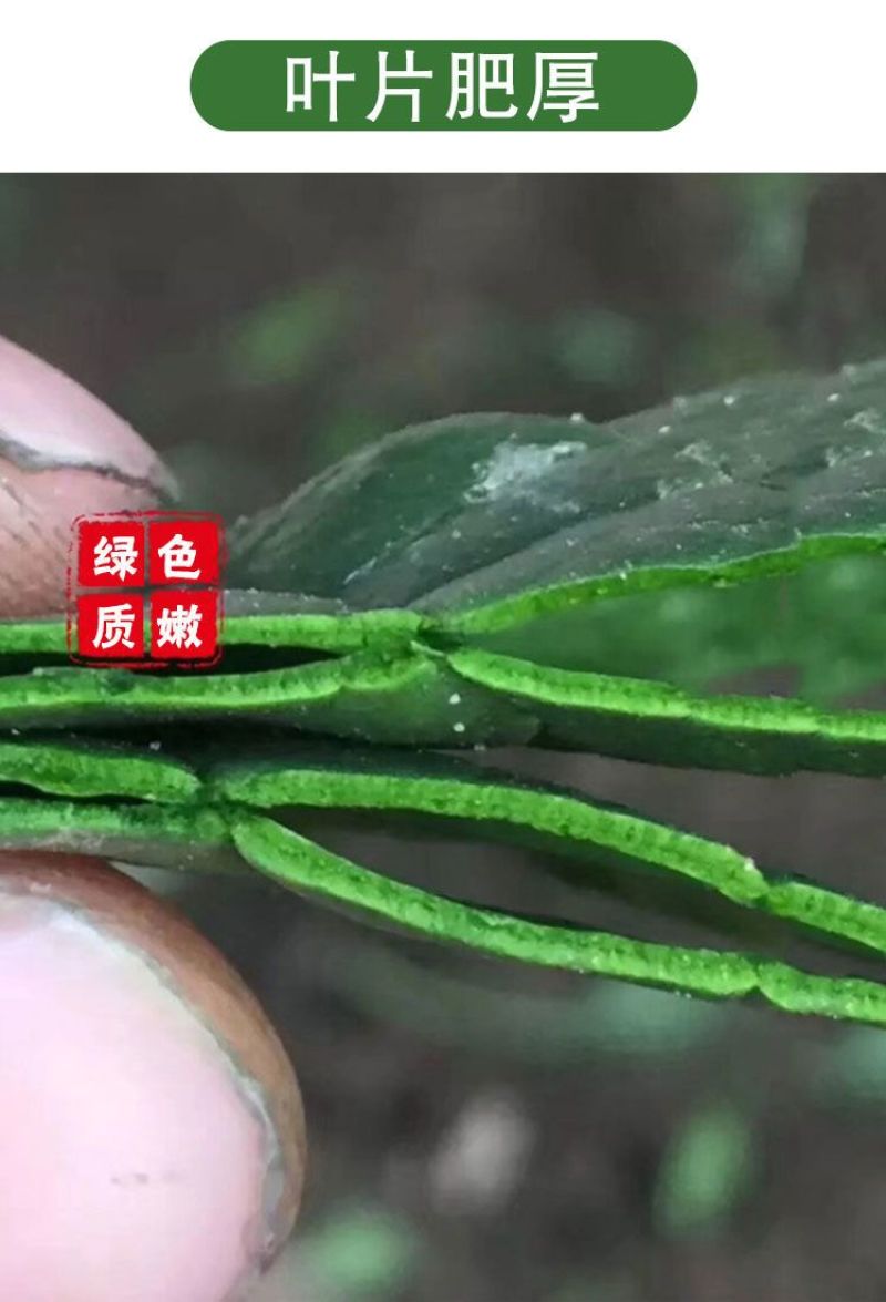 尖叶本地土菠菜种子大叶菠菜种籽尖叶菠菜蔬菜种子庭院阳台大