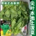 尖叶本地土菠菜种子大叶菠菜种籽尖叶菠菜蔬菜种子庭院阳台大