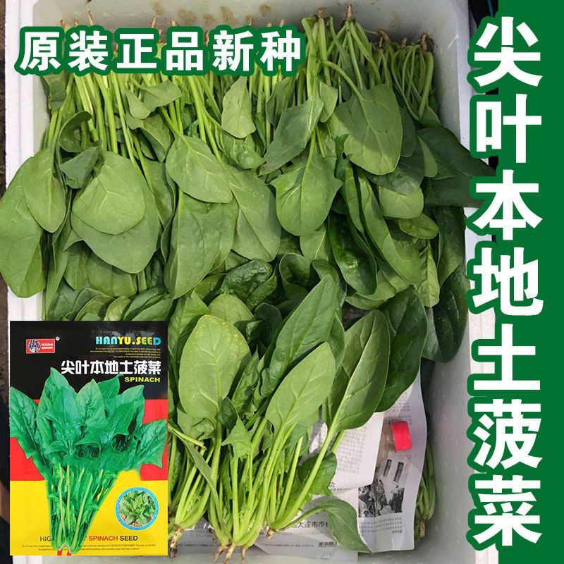 尖叶本地土菠菜种子大叶菠菜种籽尖叶菠菜蔬菜种子庭院阳台大