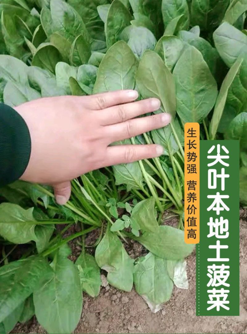 尖叶本地土菠菜种子大叶菠菜种籽尖叶菠菜蔬菜种子庭院阳台大
