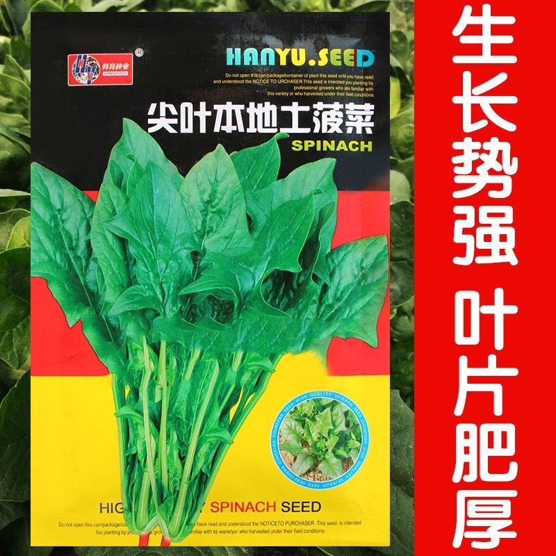 尖叶本地土菠菜种子大叶菠菜种籽尖叶菠菜蔬菜种子庭院阳台大