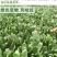 尖叶本地土菠菜种子大叶菠菜种籽尖叶菠菜蔬菜种子庭院阳台大