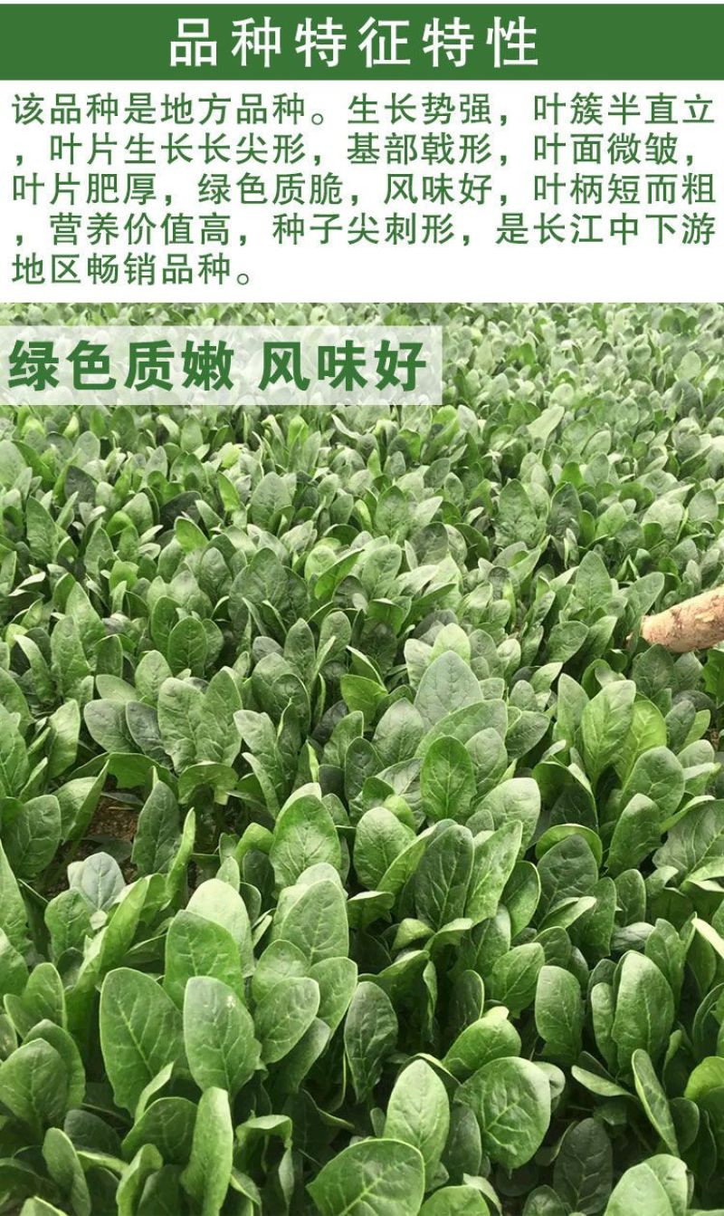 尖叶本地土菠菜种子大叶菠菜种籽尖叶菠菜蔬菜种子庭院阳台大