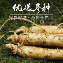 现货包邮东北长白山当季鲜人参爪的参，自产自销出