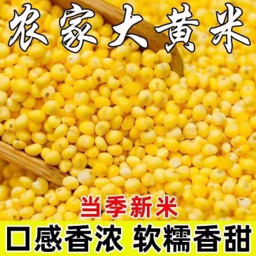新东北大黄米农家黏黄米粘大黄米糯大黄米汤圆包粽子